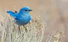 Mountain bluebird male protecting his territory-Colorado-USA Art Print